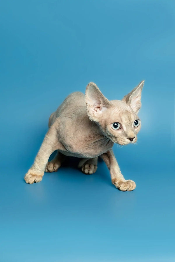 Adorable Devon Rex kitten Roki with wrinkled skin and big ears in a playful crouch