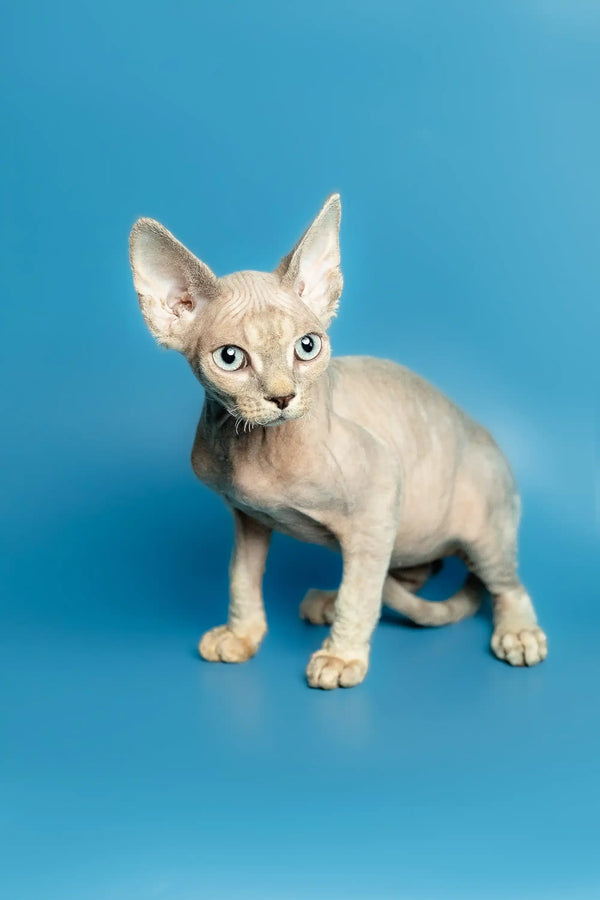 Adorable Hairless Sphynx kitten with big ears for Roki, your perfect Devon Rex companion