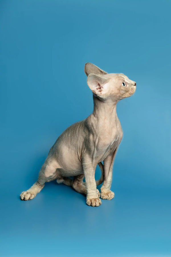 Hairless Sphynx cat alert and sitting, showcasing the playful vibe of a Devon Rex kitten