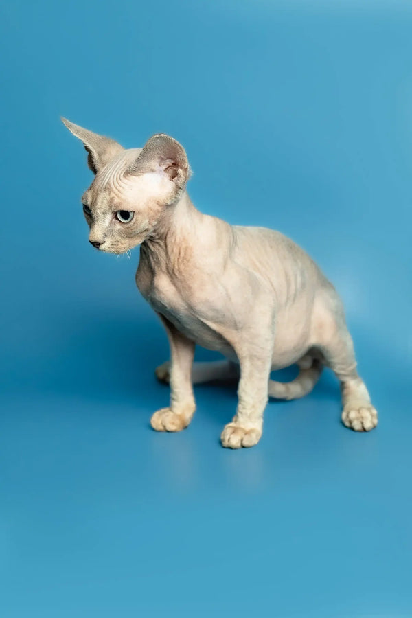 Roki the adorable Hairless Sphynx and Devon Rex kitten with big ears and wrinkled skin
