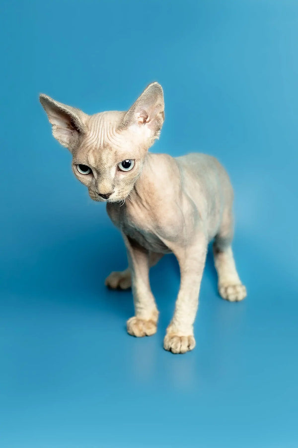 Hairless Devon Rex kitten with pale skin and big ears standing alert