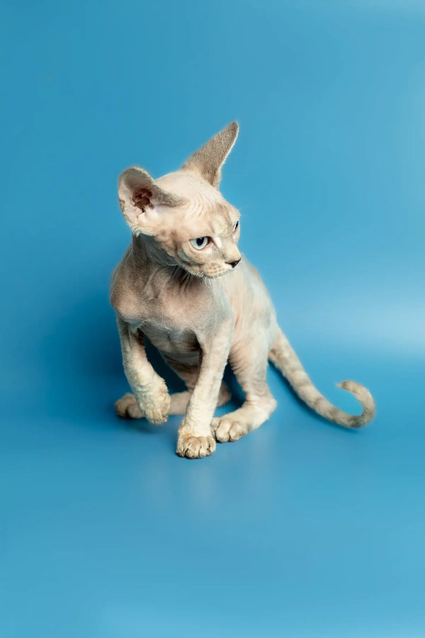 Pale Devon Rex kitten with a curled tail, perfect for any cat lover