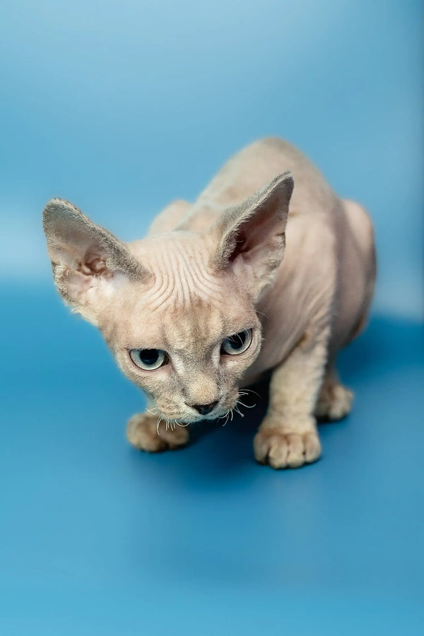 Cute Hairless Sphynx cat with wrinkled skin, perfect companion for a Devon Rex kitten