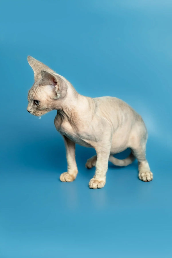 Hairless Devon Rex kitten with wrinkled skin standing on a blue surface