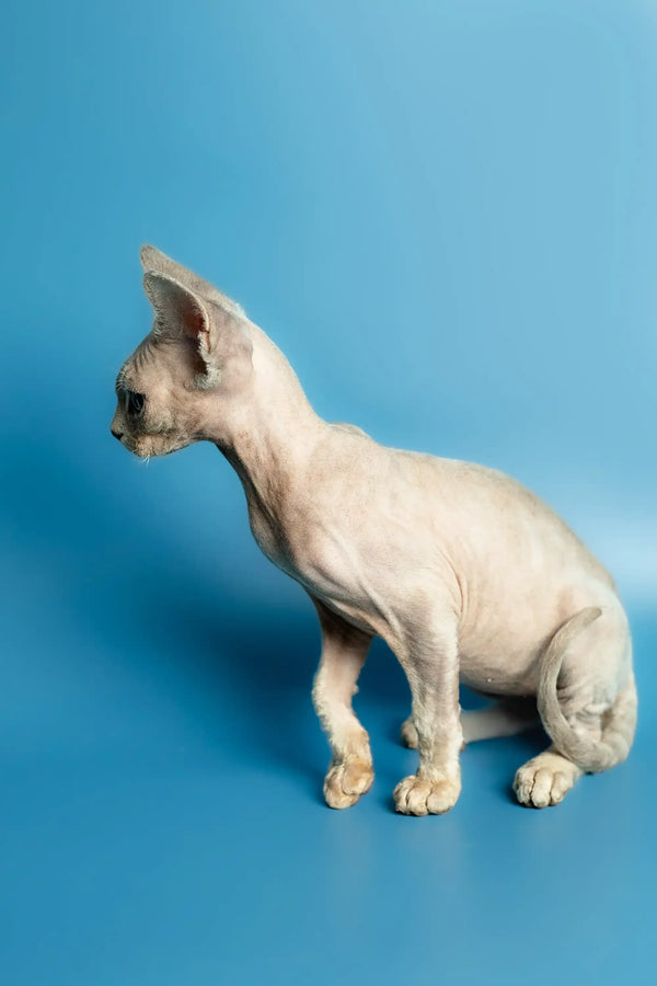 Alert Devon Rex kitten sitting pretty against a blue backdrop for Roki