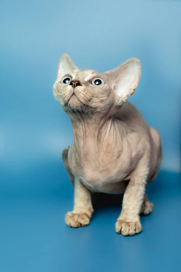 Adorable hairless Devon Rex kitten with big ears and a curious look