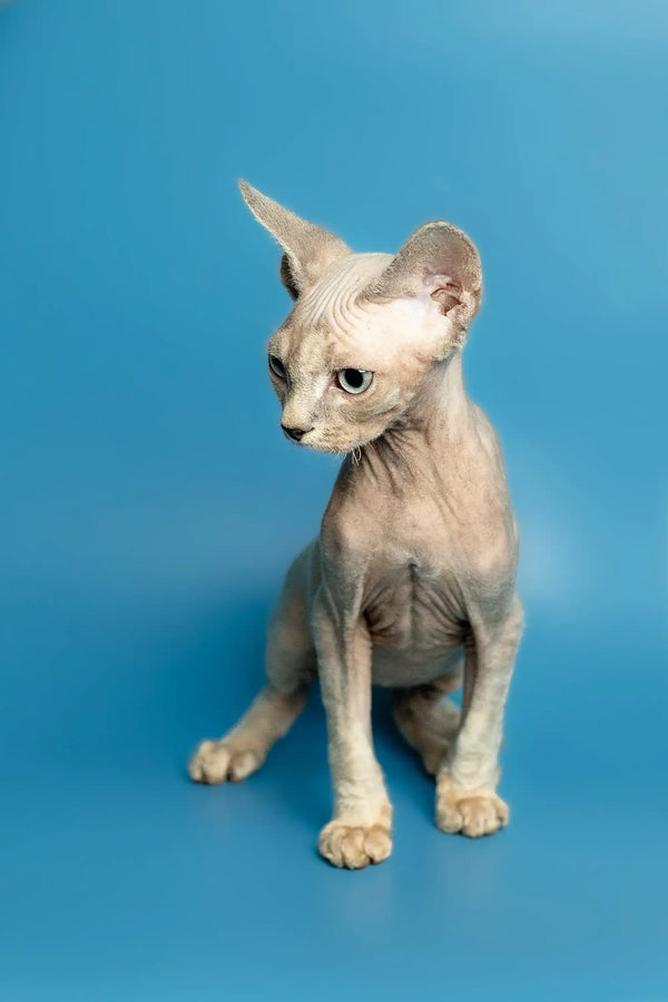 Cute Hairless Sphynx kitten with large ears, perfect for a Devon Rex lover’s home