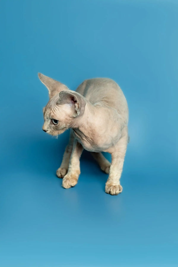 Roki the Devon Rex kitten showing off his cute wrinkled skin and big ears