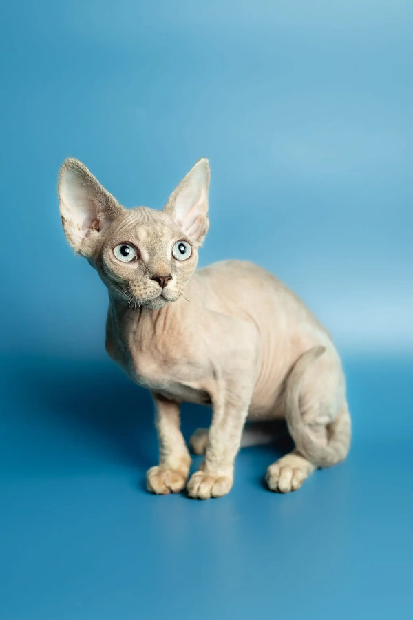 Hairless Sphynx cat with big ears, a must-see for Devon Rex kitten lovers!