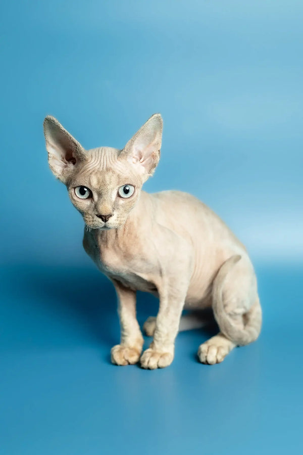 Hairless Sphynx cat with wrinkled skin and big ears next to a Devon Rex kitten