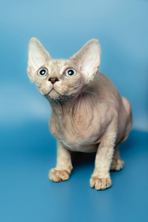 Hairless Sphynx cat with big ears and eyes next to a cute Devon Rex kitten