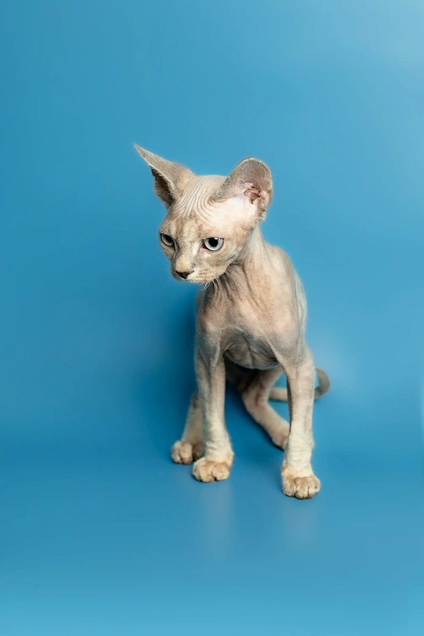 Hairless Devon Rex kitten with wrinkled skin and big ears on a blue surface