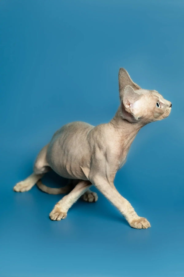 Hairless Sphynx cat alert against blue, highlighting Roki the cute Devon Rex kitten