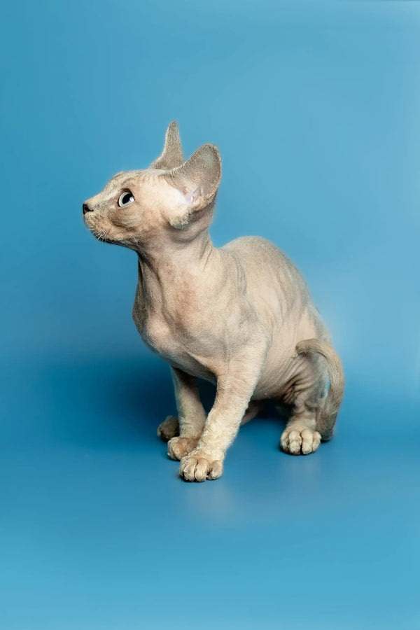 Hairless Devon Rex kitten with large ears sitting alert, showcasing its playful personality