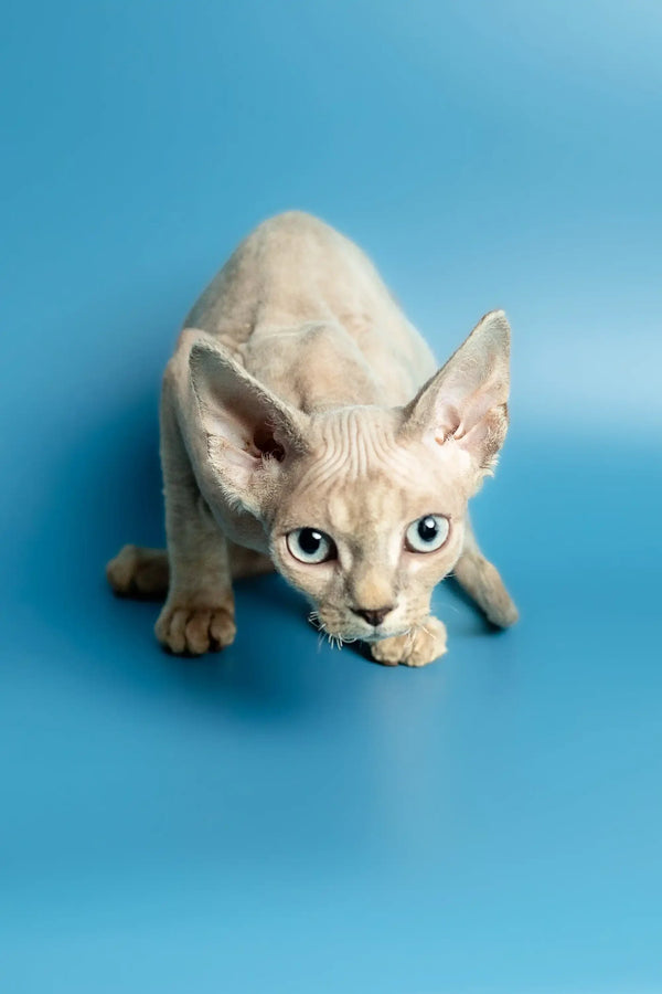 Hairless Sphynx cat with big ears and blue eyes, perfect for any Devon Rex kitten lover