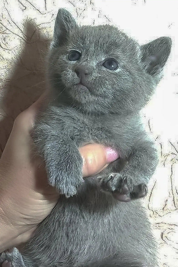 Adorable grey Russian Blue kitten named Rokit cuddled in a hand