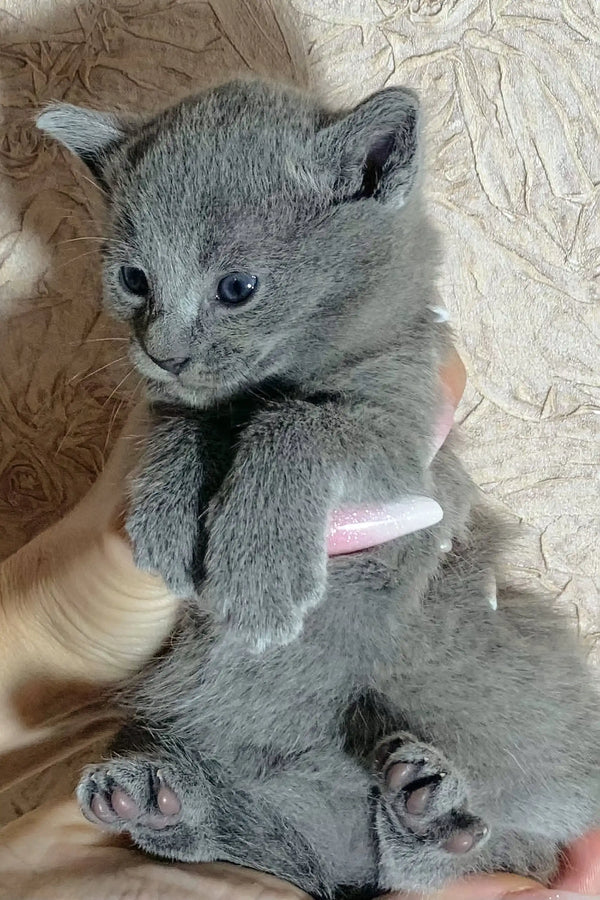Adorable grey Rokit Russian Blue kitten with fluffy fur lying on its back