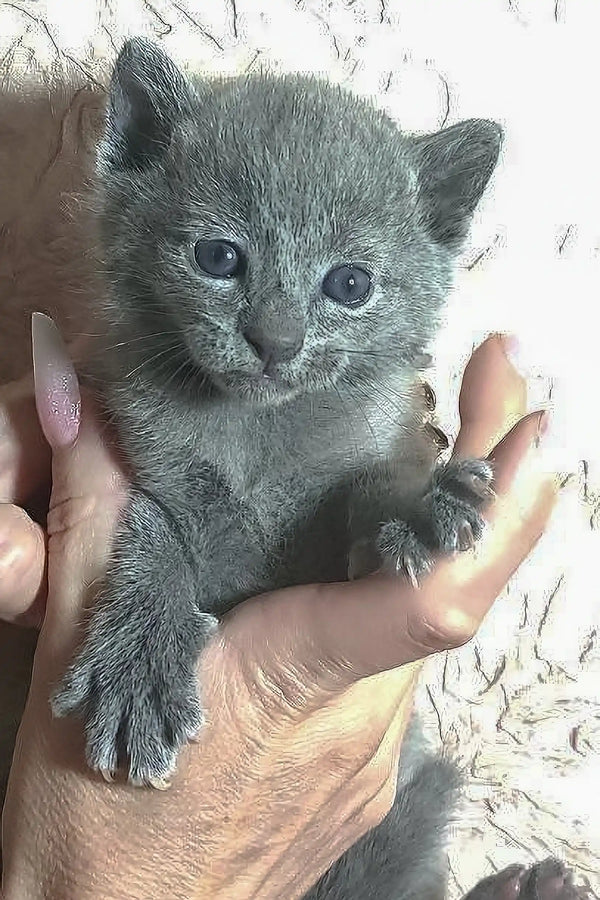 Adorable grey Rokit Russian Blue kitten with bright eyes in a hand