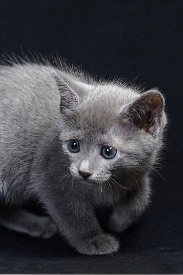 Gray Russian Blue Kitten named Rokit with striking blue eyes and a curious look