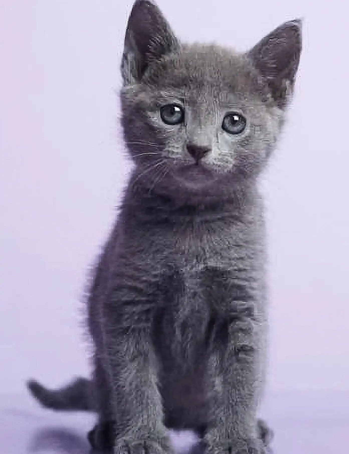 Gray kitten with bright blue eyes perfect for Rokit Russian Blue Kitten lovers