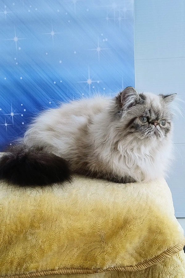 Fluffy Persian cat lounging in Rokki | Persian Kitten product display