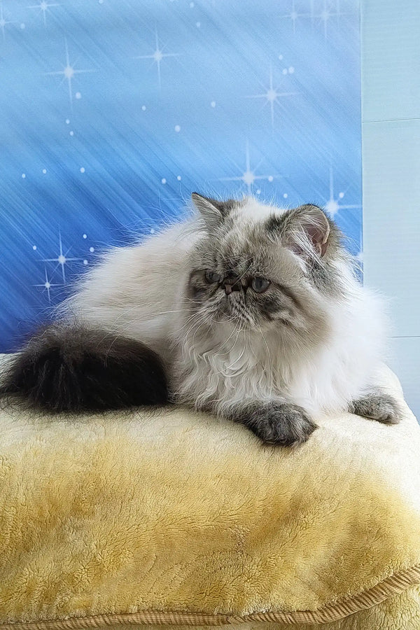 Fluffy Persian cat from Rokki, the perfect cute and cuddly kitten companion