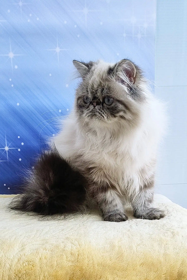 Fluffy Persian cat with gray markings in Rokki Persian Kitten product display