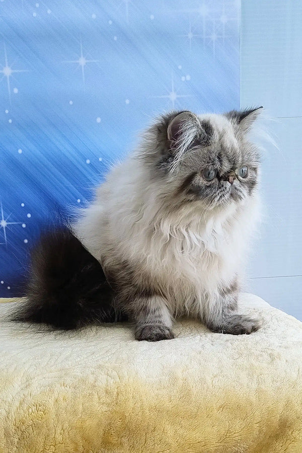 Fluffy gray and white Persian cat showcasing the adorable Rokki Persian Kitten
