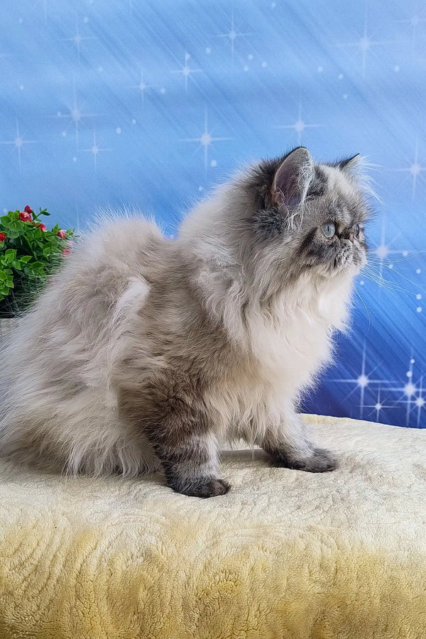 Fluffy gray and white Persian cat from Rokki Persian Kitten product collection