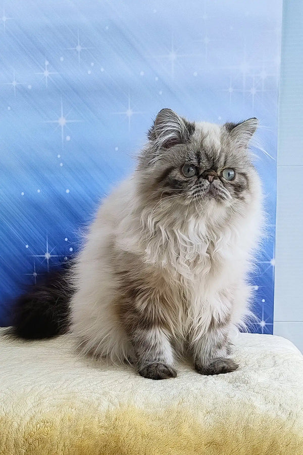 Rokki Persian Kitten: Fluffy Himalayan Companion