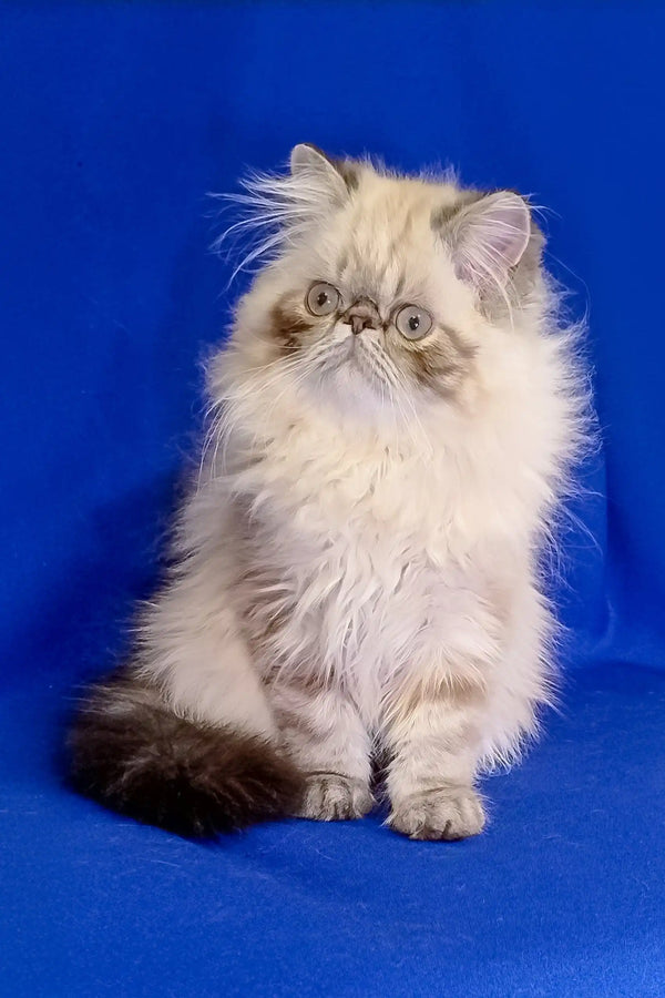 Fluffy Himalayan cat with cream fur and dark points looking adorable for Rokki Persian Kitten