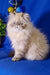 Fluffy Himalayan cat with cream fur, perfect for the Rokki Persian Kitten product