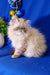 Fluffy Himalayan cat with cream fur featured in Rokki Persian Kitten product