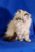 Fluffy white Persian kitten Rokki with dark points and a grumpy face