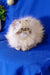 Fluffy white Persian cat with flat face and round eyes in Rokki Persian Kitten product