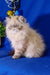 Fluffy white Persian cat with a flat face, part of the Rokki Persian Kitten series