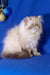 White Persian cat with fluffy fur and flat face featured in Rokki Persian Kitten