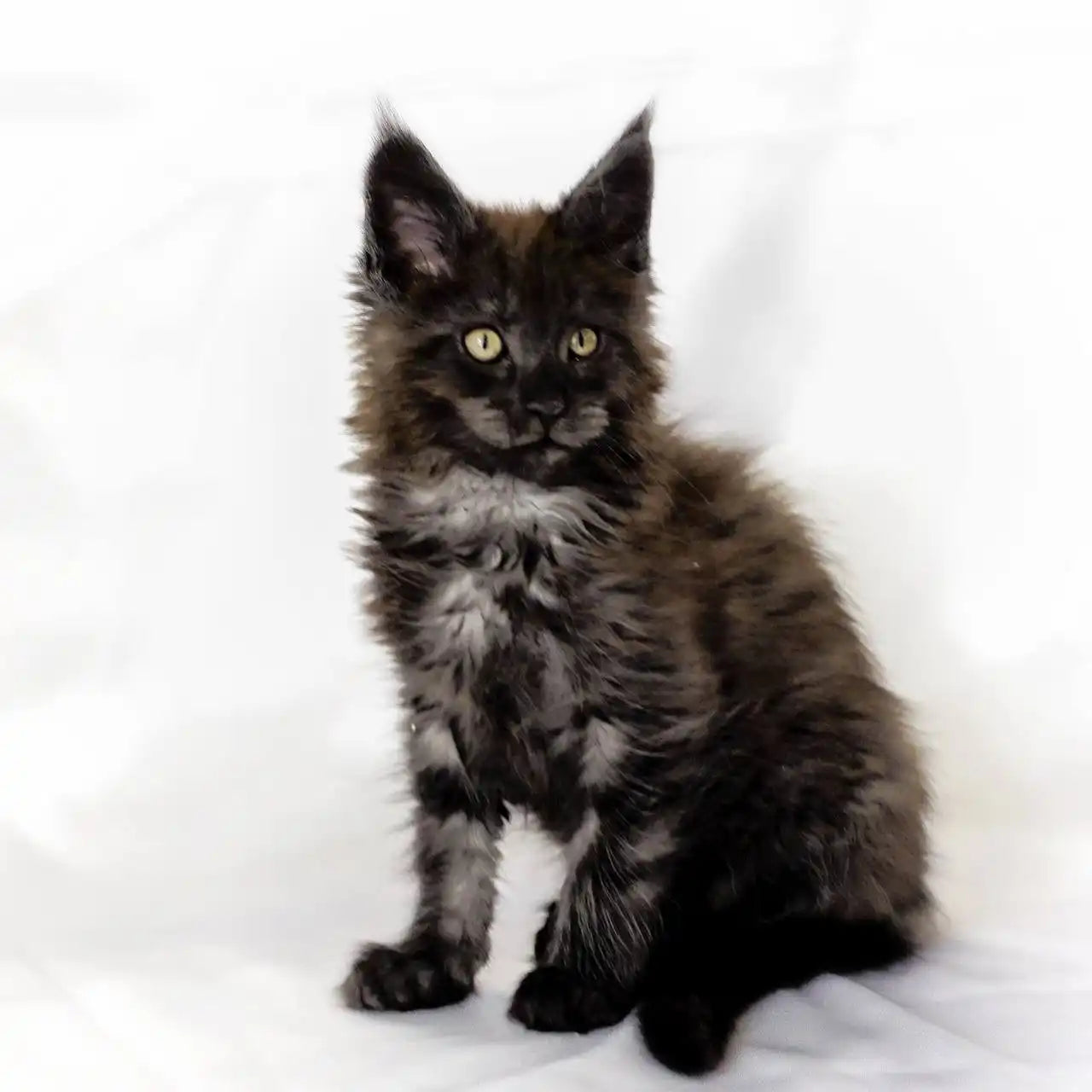 Maine Coon Kittens for Sale | Cats For Rokkie | Kitten