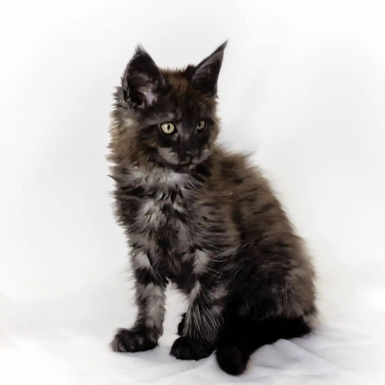 Maine Coon Kittens for Sale | Cats For Rokkie | Kitten