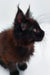 Black Maine Coon kitten with lush ear tufts and whiskers in profile view