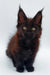 Dark-furred Maine Coon kitten Roland with ear tufts and alert eyes, super adorable!