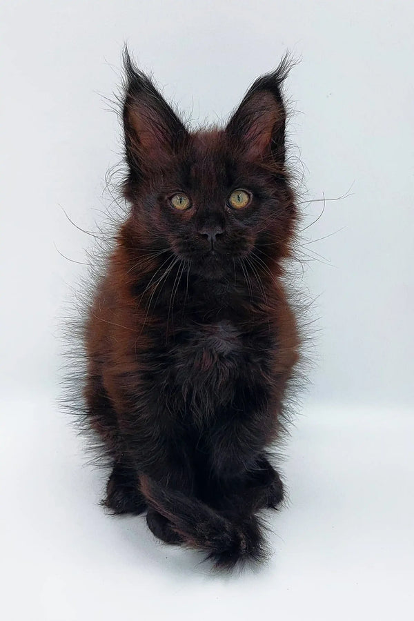 Black Maine Coon kitten Roland showing off ear tufts and fluffy fur, irresistible Coon cuteness