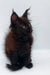 Cute Black Maine Coon Kitten with fluffy fur and stylish pointed ears