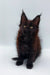 Dark-furred Maine Coon kitten with big ears and bright, alert eyes