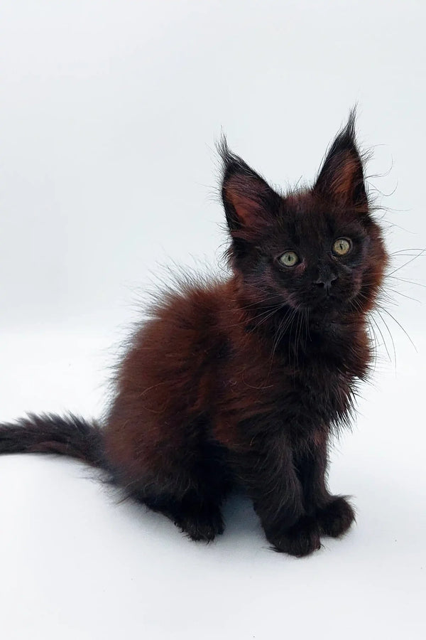 Black Maine Coon kitten with ear tufts and fluffy fur, perfect for any Coon kitten lover