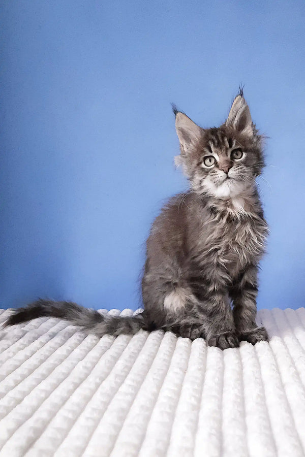 Gray Maine Coon kitten from the Romario collection, super cute and fluffy!