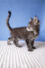 Adorable Gray Tabby Kitten featured in Romario Maine Coon Kitten product