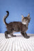 Gray tabby Maine Coon kitten named Romario, looking cute and playful