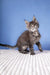 Gray tabby kitten Romario looking adorable in a Maine Coon style setting