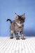 Gray tabby kitten named Romario, a playful Maine Coon cutie